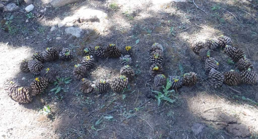 On the ground, pinecones spell out the word "solo."
